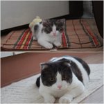 [꿀고양이] 꿀냥이 틀린그림 찾기!!!