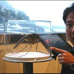 [공포베스트] 아마존 자이언트 모기