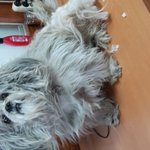 유기<b>견이</b>였던 우리 멍구 사진 ( 톡 ! 후기 > < )