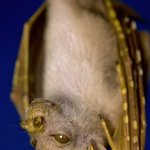 [공포베스트] 신종 동물 발견, <b>top</b> 20