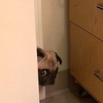 빼꼼 눈치보는 귀여운 애완 <b>동물</b>들