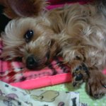 가슴속 영원한 우리 막둥이.... 사랑한다