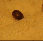 [짤북] 피 잔뜩 빨아먹은 진드기에게 과산화수소를 <b>주입</b>한다면?