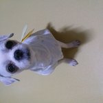 고양시 <b>원당</b> 가출한 말티즈 찾아요 ...ㅠ