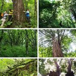 하는건지...  500년 이상 <b>보존</b>해 온 남한 최고 원시림에 `스키장...