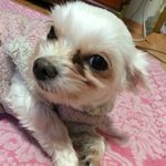 수원) 강아지 똘이를 찾습니다.