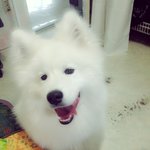 [사모예드] (사모예드) 사랑스러운 와꾸