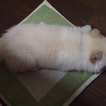 [퐁이] 스피츠(?) 퐁이의 <b>육아</b>일기- 2