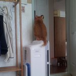 [<b>괭이</b>년] 아놔ㅡㅡ