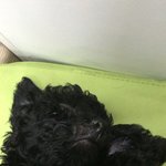 홍역 극복하신 견주님들 꼭봐주세요 조언부탁드립니다 제발요