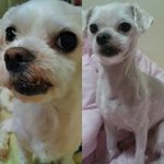 대전 사시는 분들 <b>한</b>번만 봐주세요