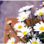 [꼭봐주세요] 신천지, 하나님께서 내게로 <b>오다</b>.