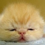 졸고있는 귀여운 <b>동물</b>들 모습