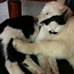 애내들은이렇게<b>살아요</b>