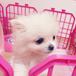 [포메라니안] som's <b>story</b> 4