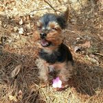 광합성<b>요키</b>~