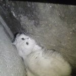 이고양이<b>종류</b>가뭔가용?
