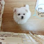 [<b>구름</b>이] 아기말티즈 <b>구름</b>이를 소개합니당