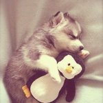 <b>인형</b>안고 잠든 귀여운 동물들