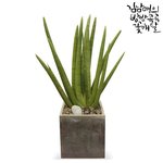 친구 <b>개업식</b>인데요 꽃배달 관엽식물 뭐가좋아요!?!?!