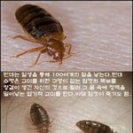 [공포베스트] 혐) 엽기적인 짝짓기 하는 <b>빈대</b>