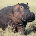 [공포베스트] 하마의 땀은 붉은색?