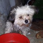 [<b>삼순</b>이] 주차장에 사는 멍이이야기