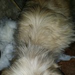 [<b>삼순</b>이] 주차장에 사는 멍이 두번째이야기