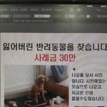 김포지역갈색<b>푸들</b>강아지를 찾아주세요