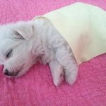 말티즈 <b>신부</b> 구해용 ~~