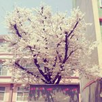 [EXO] 따로벚꽃보러안<b>가도</b>