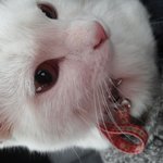 [<b>개똥</b>이] 고양이ㅡ개똥이