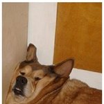 우리 가슴 속에 살아있는 전설적인 브랜드 (싸이월드, 게임회사 snk...