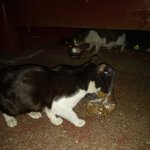 아직너무어린 녀석 ..너에게 무슨일이 있었던거니 ..