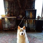 [허스키<b>심바</b>] <b>심바</b>의 산책일기, 매일 즐겁게 산책하는 <b>심바</b>