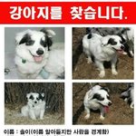 강아지를 찾습니다(관악구.금천구)