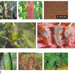 [공포베스트] 라면 스프에 들어가는 d급고추..