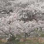 [꼭봐주세요] 신천지,순천자원봉<b>사단</b>"찾아가는 건강닥터'