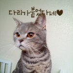 [우리고양이] (우리고양이)11탄.  침대가생겼어요