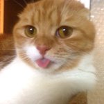 [수리노을] 메롱하는 고양이