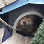 [<b>삼순</b>이] 주차장에 사는 멍이 네번째이야기