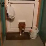 [돼냥이] <b>문의</b> 끼어버린 돼냥이