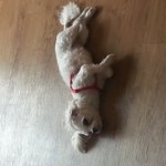 <b>애완견</b> 크우실분