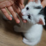 [<b>모찌</b>쫑] 호빵이의 베이비냥