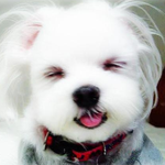 반려<b>동물</b>관리사 라는 자격증이 있다능!