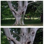 [공포베스트] 세상에서 가장 무섭게 생긴 <b>나무</b>