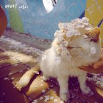 [고슨상이바] 고양이의 벚꽃엔딩~