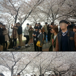 (솔로주의)<b>벚꽃축제</b>..