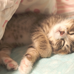 호빵이의 베이비냥