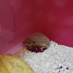 [고슴도치] <b>궁</b><b>딩</b>이가 매력적인 고슴도치
